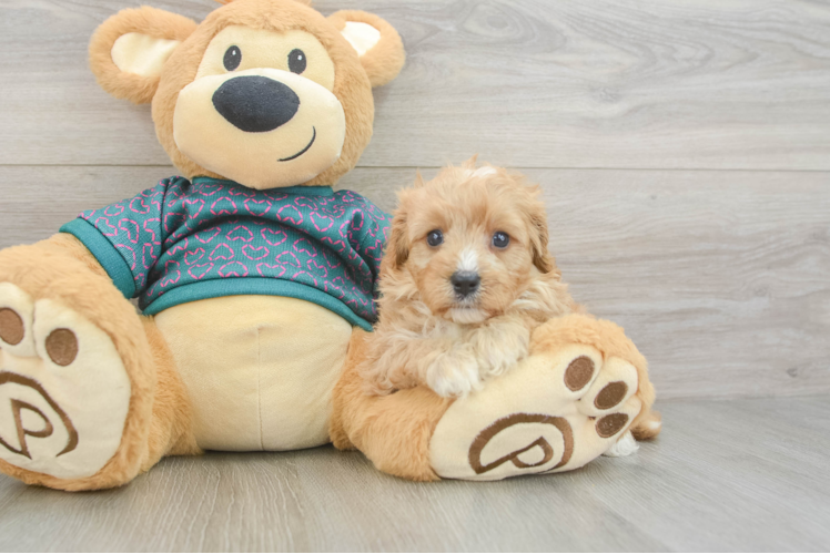 Popular Cavapoo Poodle Mix Pup