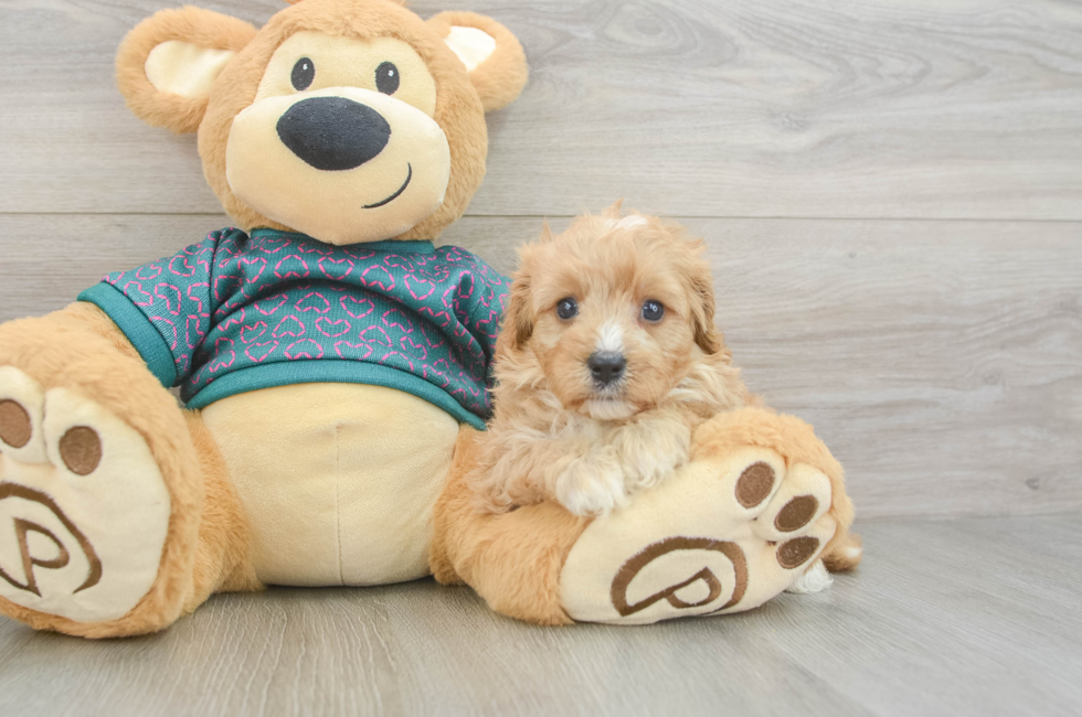 6 week old Cavapoo Puppy For Sale - Florida Fur Babies