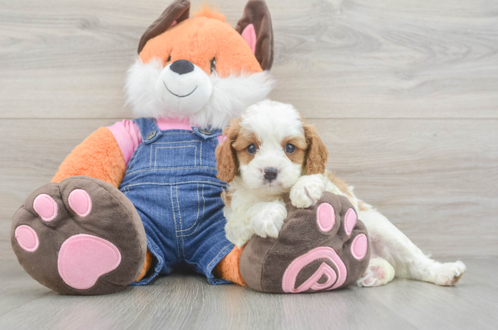 5 week old Cavapoo Puppy For Sale - Florida Fur Babies