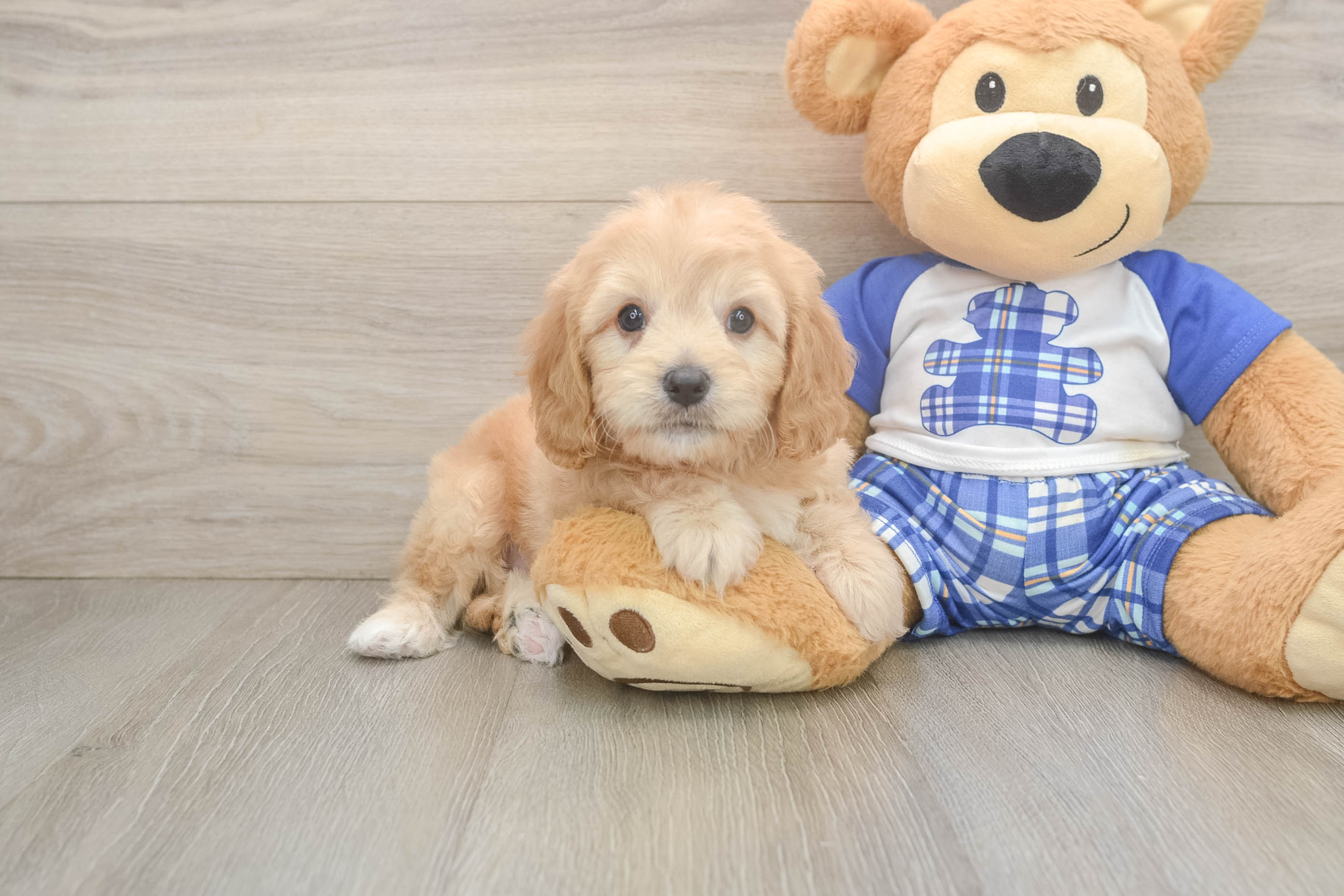 Best Cavapoo Baby