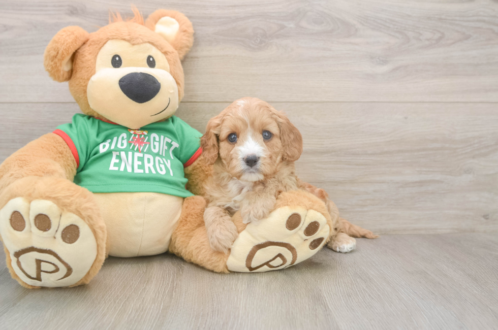 5 week old Cavapoo Puppy For Sale - Florida Fur Babies