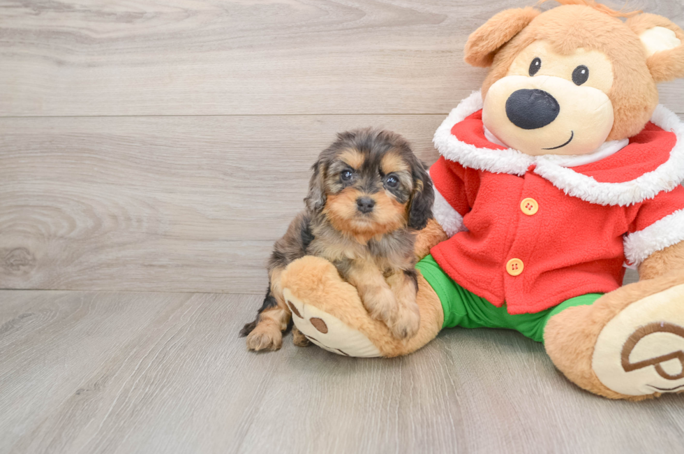 5 week old Cavapoo Puppy For Sale - Florida Fur Babies