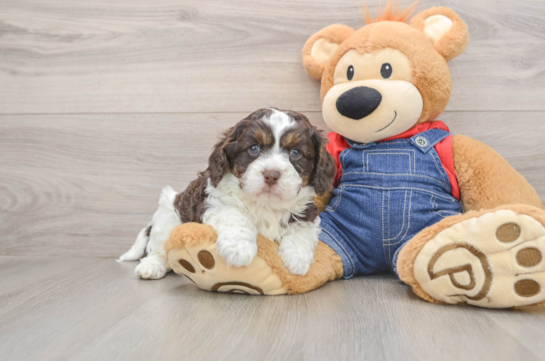 Adorable Cavalier King Charles Spaniel and Poodle Mix Poodle Mix Puppy