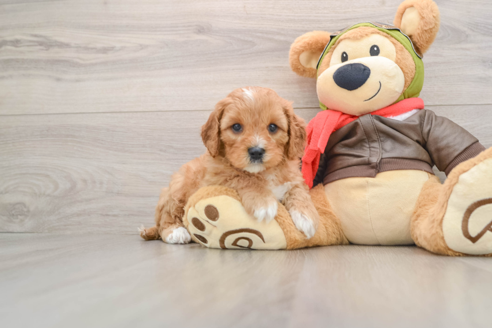 Cavapoo Puppy for Adoption