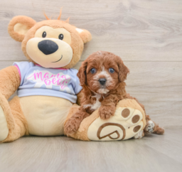 5 week old Cavapoo Puppy For Sale - Florida Fur Babies