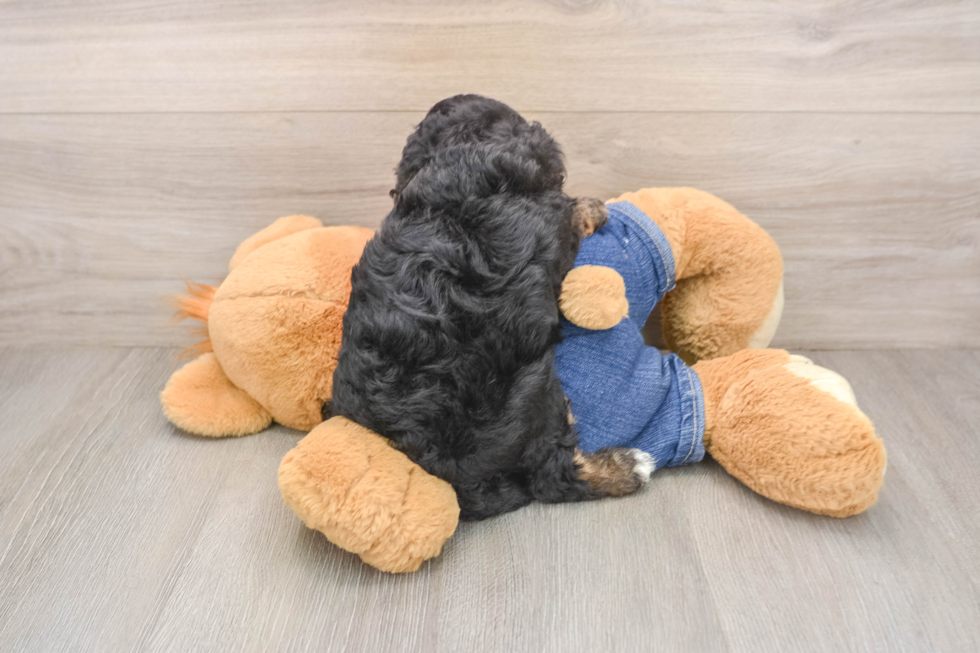 Best Cavapoo Baby