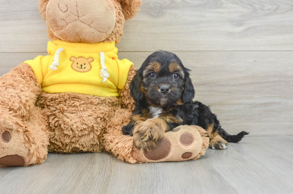 7 week old Cavapoo Puppy For Sale - Florida Fur Babies