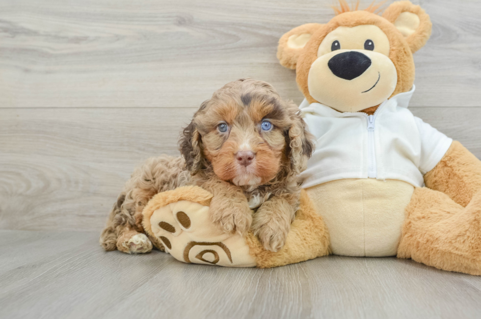 7 week old Cavapoo Puppy For Sale - Florida Fur Babies