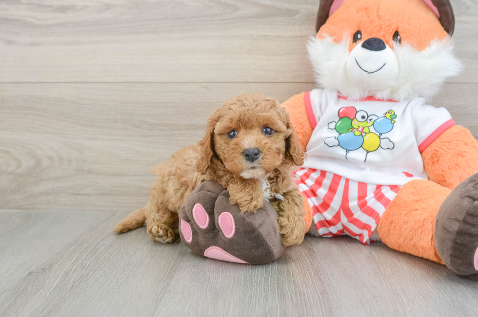 5 week old Cavapoo Puppy For Sale - Florida Fur Babies