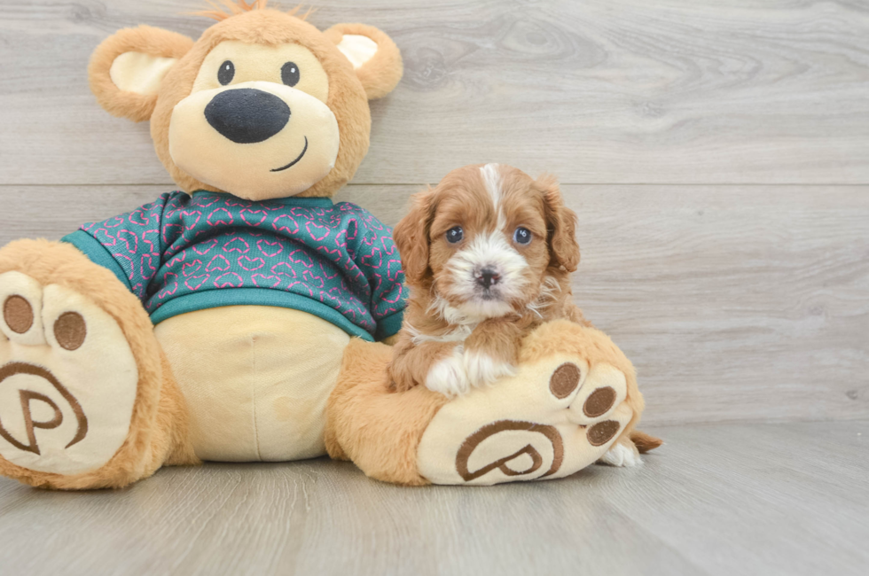 6 week old Cavapoo Puppy For Sale - Florida Fur Babies