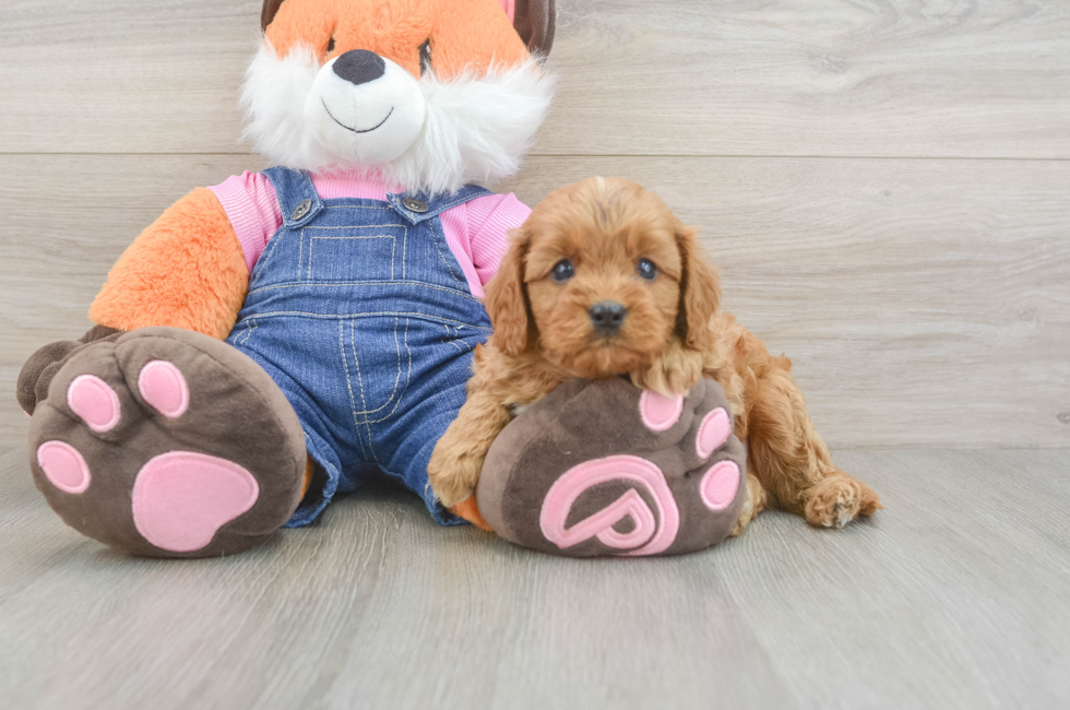 5 week old Cavapoo Puppy For Sale - Florida Fur Babies