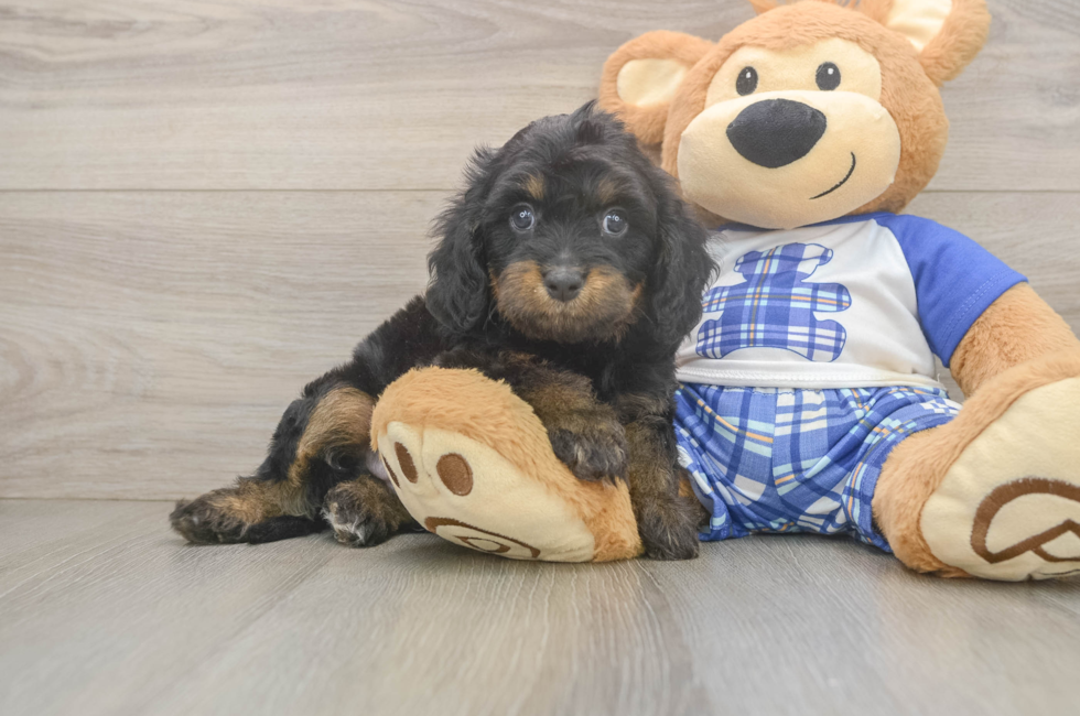 6 week old Cavapoo Puppy For Sale - Florida Fur Babies