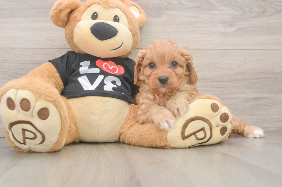 6 week old Cavapoo Puppy For Sale - Florida Fur Babies