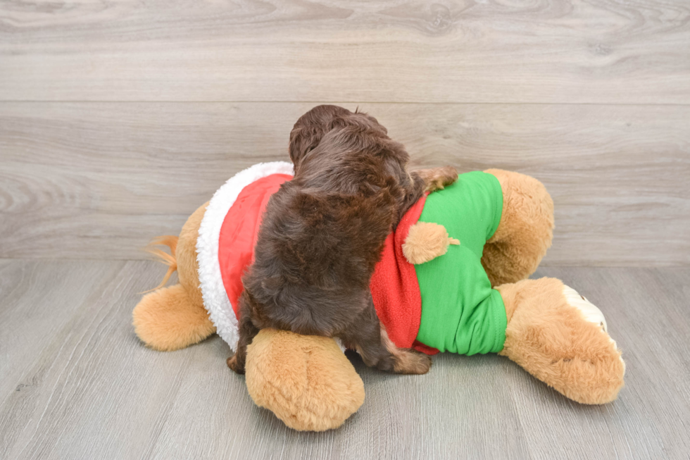 Smart Cavapoo Poodle Mix Pup