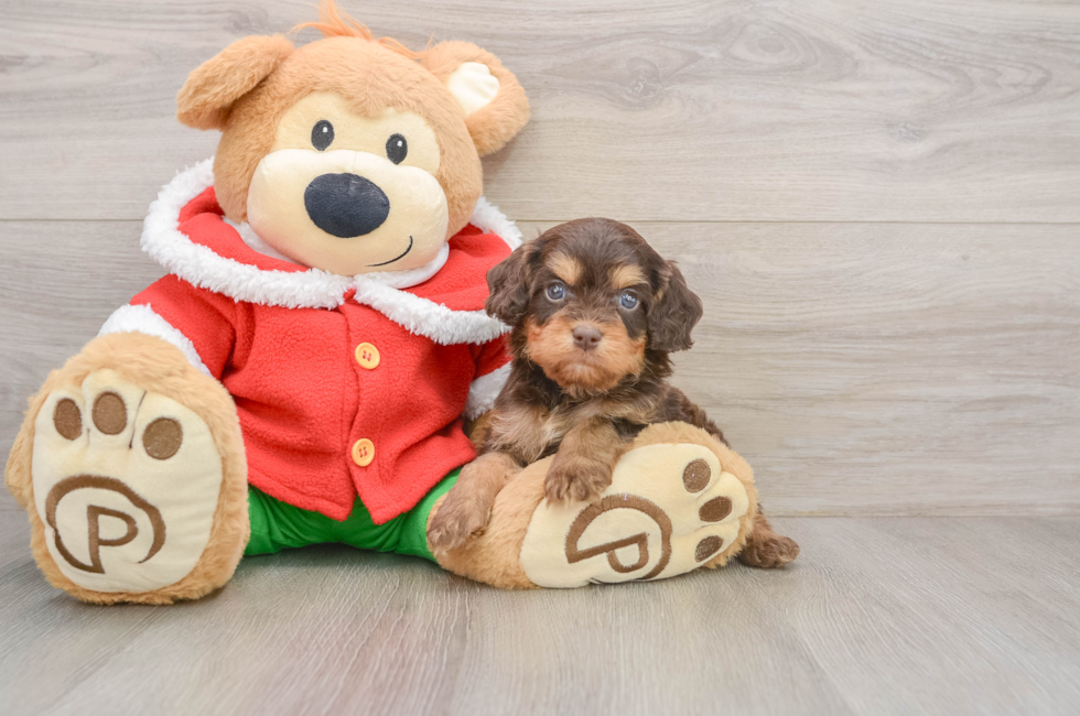 5 week old Cavapoo Puppy For Sale - Florida Fur Babies