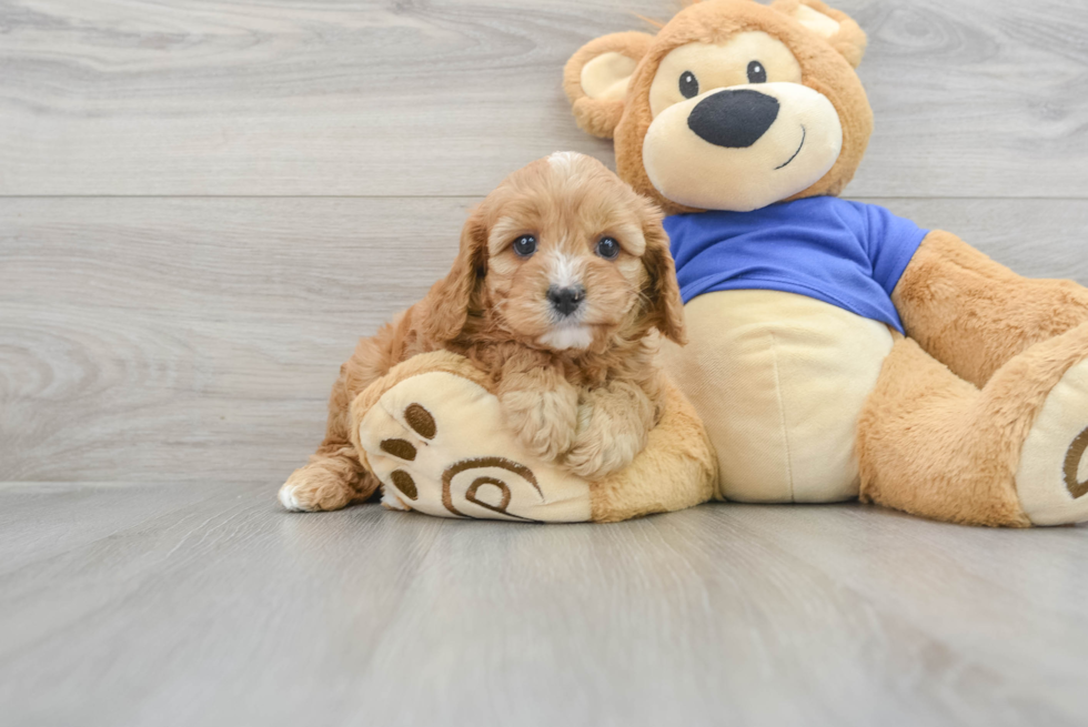 Popular Cavapoo Poodle Mix Pup