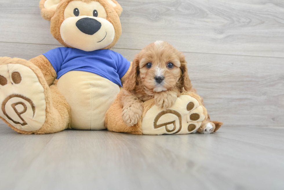 Best Cavapoo Baby