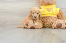 Cavapoo Puppy for Adoption