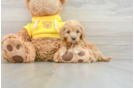 Cute Cavapoo Baby