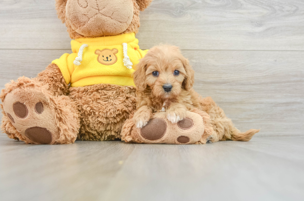 7 week old Cavapoo Puppy For Sale - Florida Fur Babies