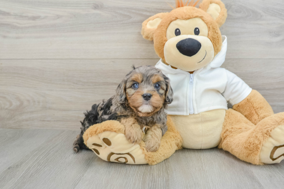 Energetic Cavoodle Poodle Mix Puppy