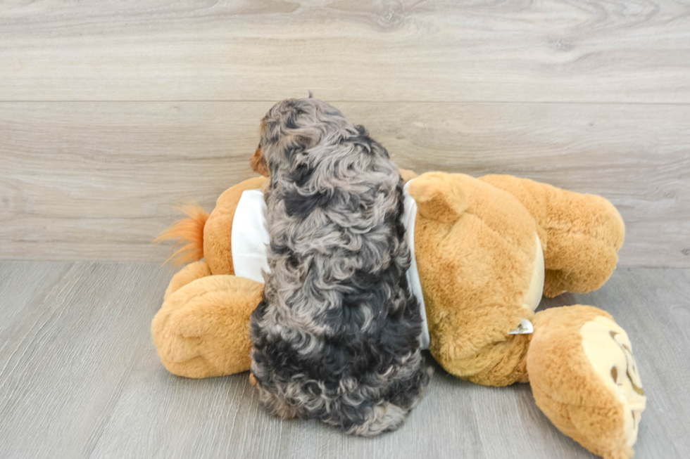 Adorable Cavalier King Charles Spaniel and Poodle Mix Poodle Mix Puppy