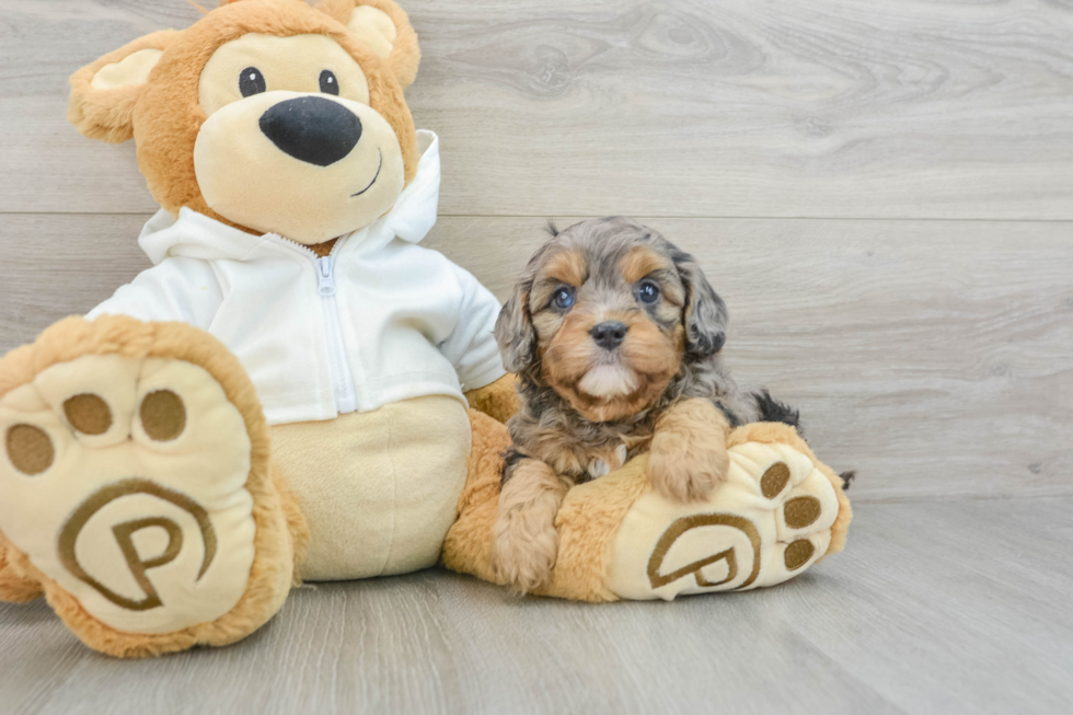 Best Cavapoo Baby