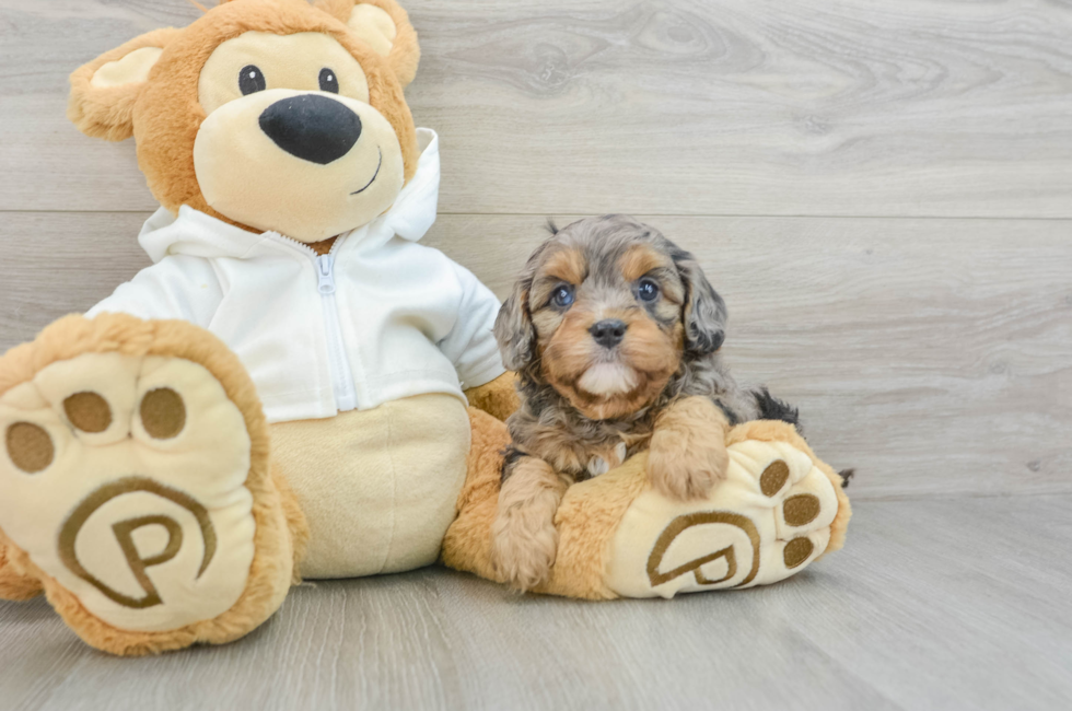 5 week old Cavapoo Puppy For Sale - Florida Fur Babies