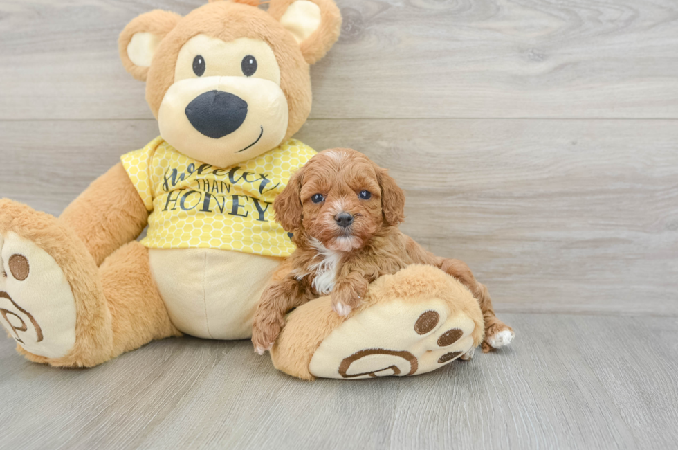 5 week old Cavapoo Puppy For Sale - Florida Fur Babies