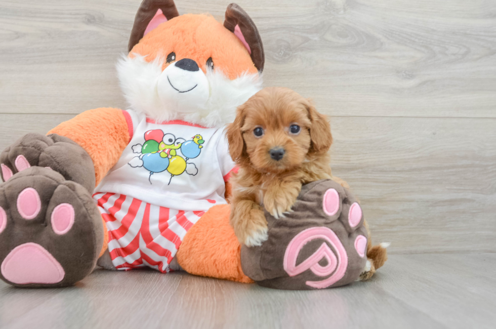 5 week old Cavapoo Puppy For Sale - Florida Fur Babies
