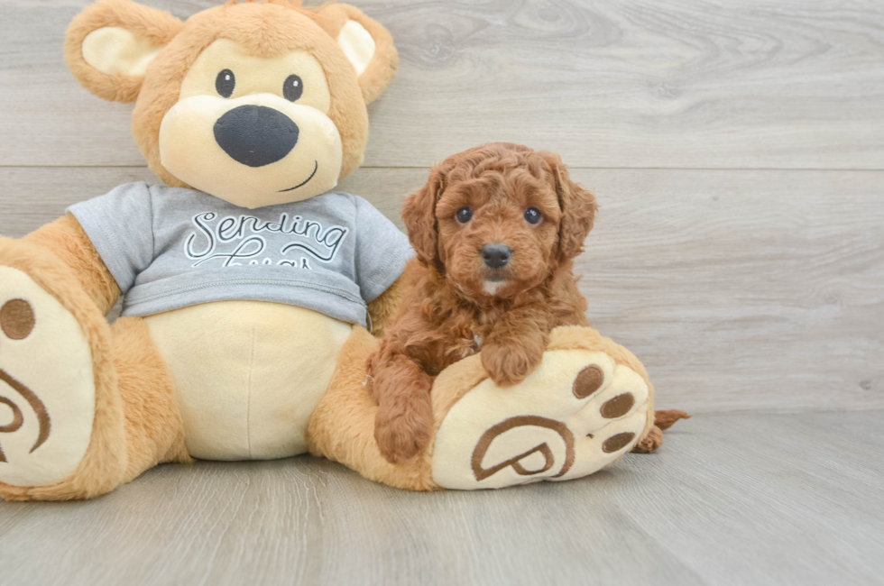 5 week old Cavapoo Puppy For Sale - Florida Fur Babies