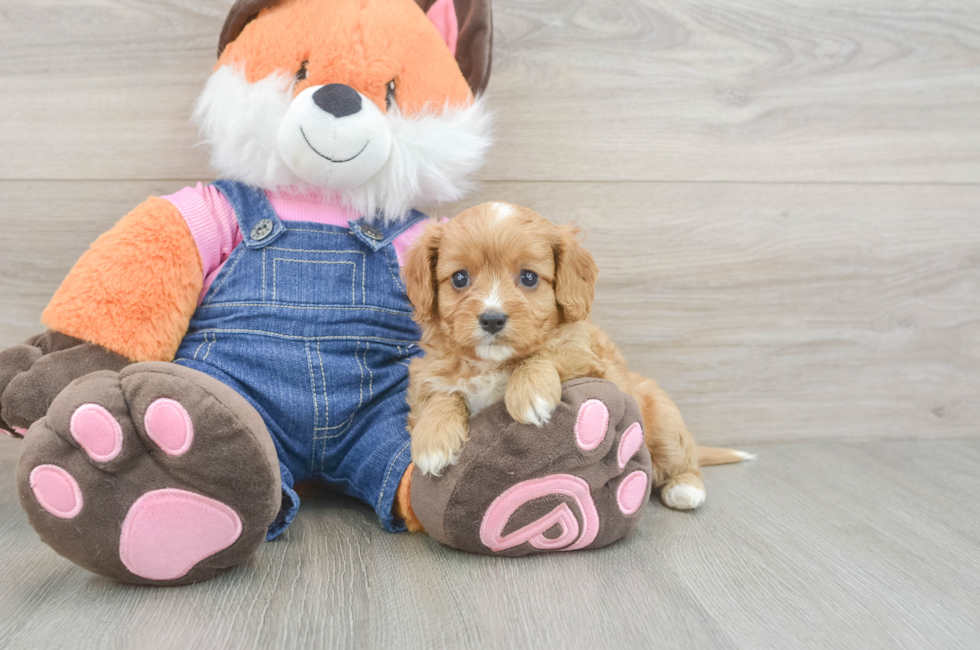 5 week old Cavapoo Puppy For Sale - Florida Fur Babies