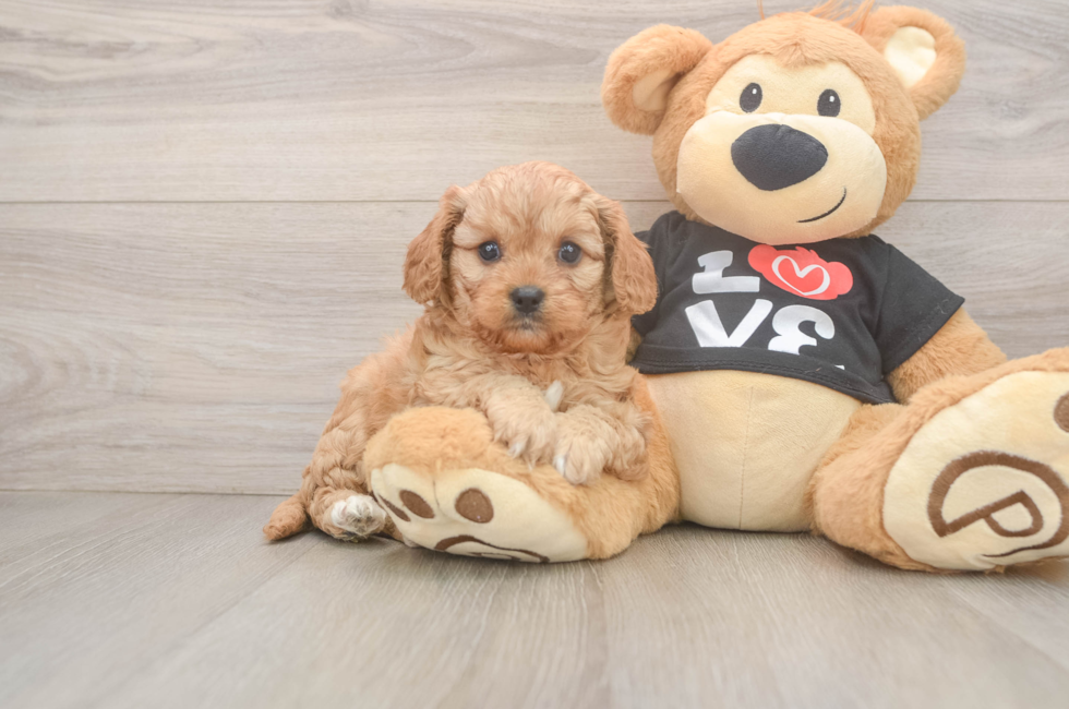 6 week old Cavapoo Puppy For Sale - Florida Fur Babies