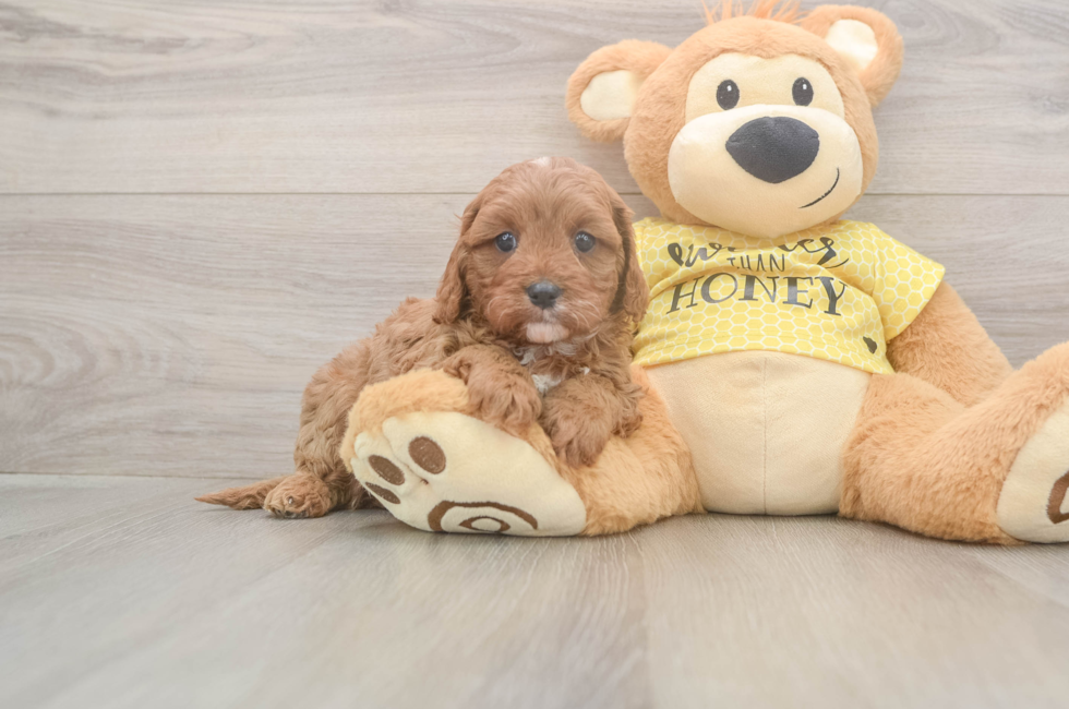 5 week old Cavapoo Puppy For Sale - Florida Fur Babies