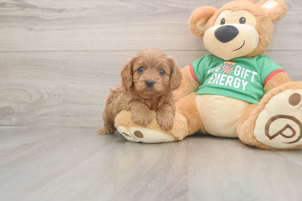 Smart Cavapoo Poodle Mix Pup