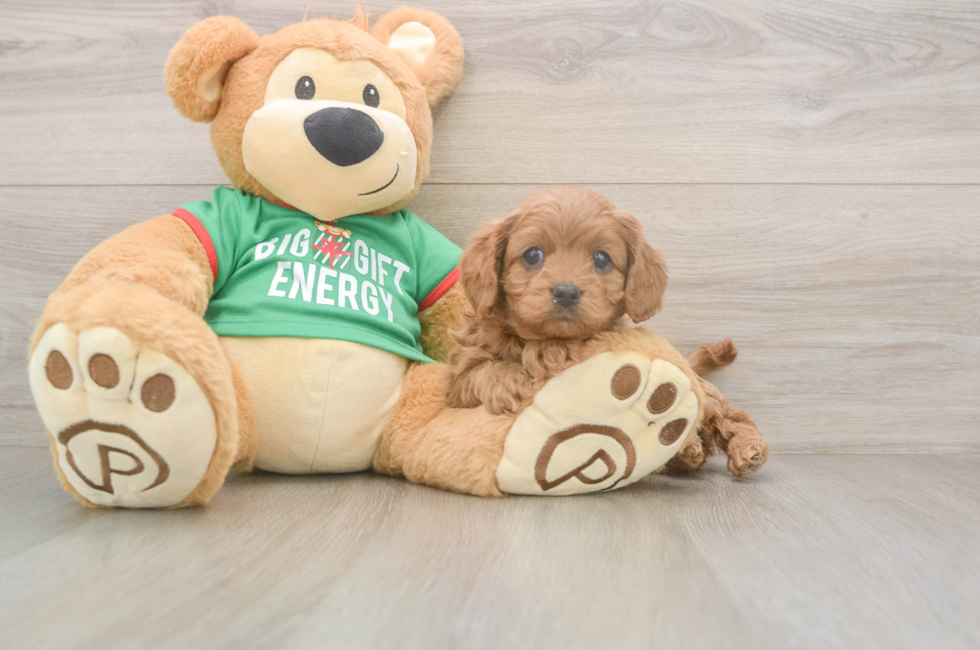 5 week old Cavapoo Puppy For Sale - Florida Fur Babies