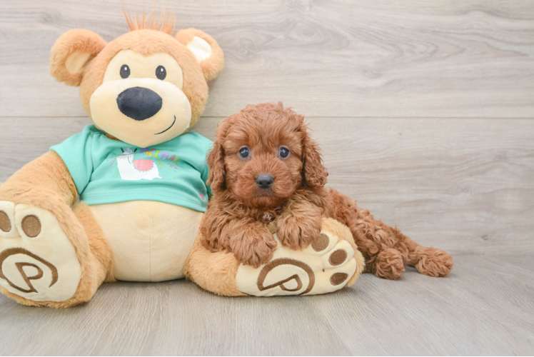 Best Cavapoo Baby