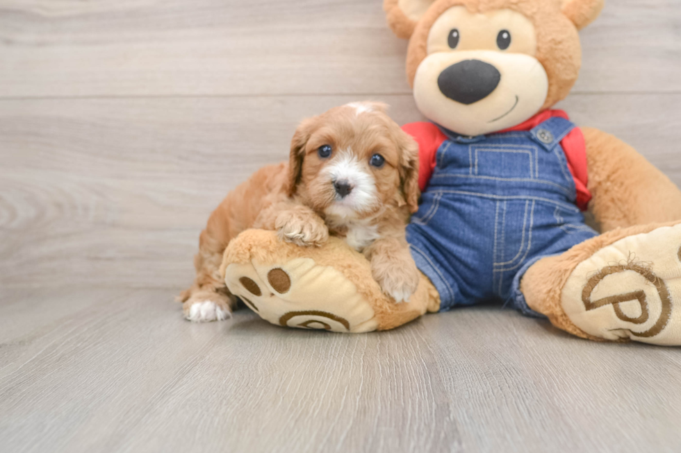 Adorable Cavalier King Charles Spaniel and Poodle Mix Poodle Mix Puppy