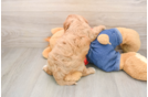 Cavapoo Pup Being Cute