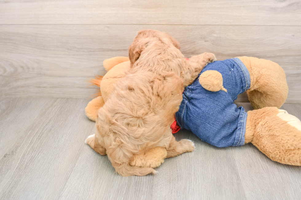 Cavapoo Pup Being Cute
