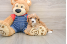 Best Cavapoo Baby