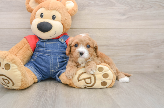 Best Cavapoo Baby