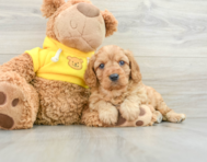 7 week old Cavapoo Puppy For Sale - Florida Fur Babies