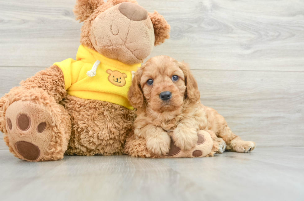 7 week old Cavapoo Puppy For Sale - Florida Fur Babies