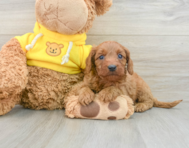 8 week old Cavapoo Puppy For Sale - Florida Fur Babies