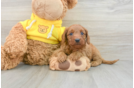 Cavapoo Pup Being Cute