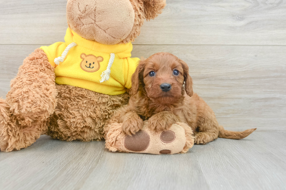 8 week old Cavapoo Puppy For Sale - Florida Fur Babies