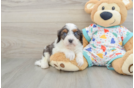 Cavapoo Puppy for Adoption