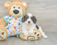 8 week old Cavapoo Puppy For Sale - Florida Fur Babies