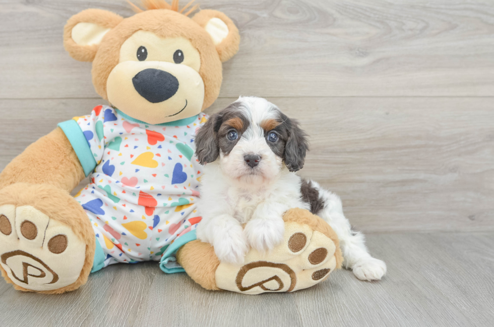 6 week old Cavapoo Puppy For Sale - Florida Fur Babies